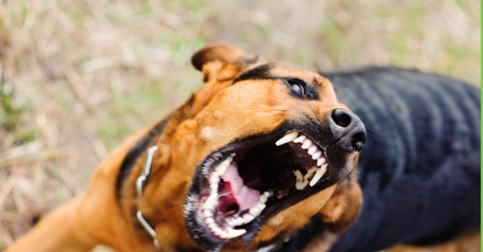 Dog trying to bite
